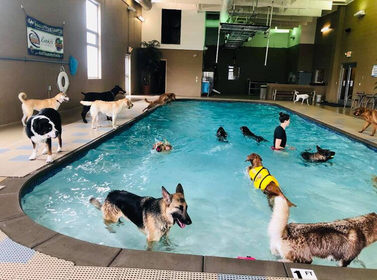 dogs swimming pool