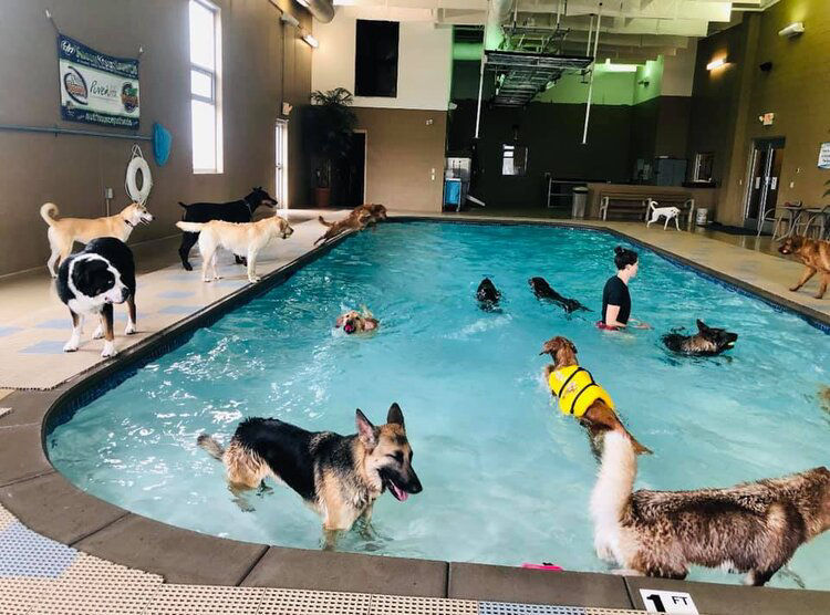 Pool dog store