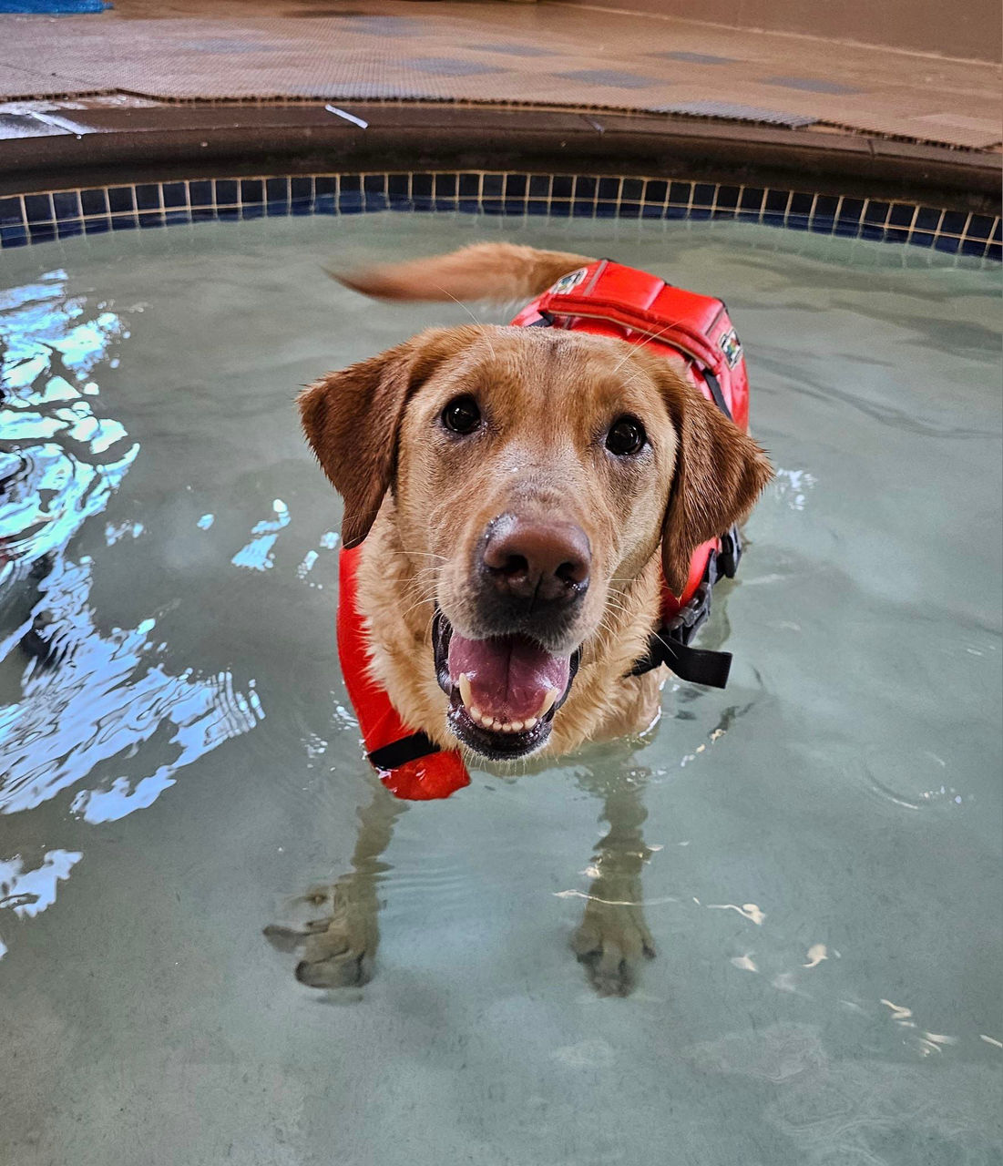 Dog Swimming