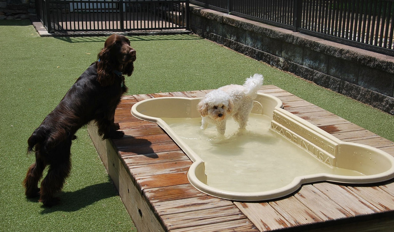 dog in pool