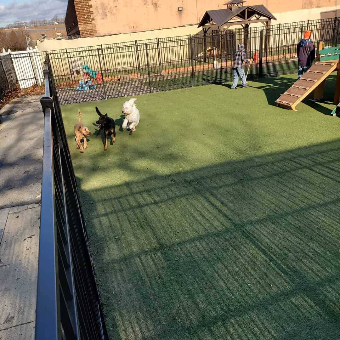 dogs playing