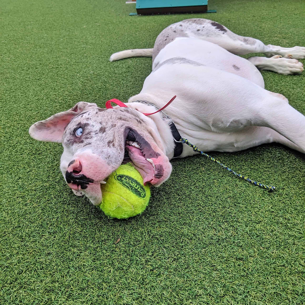 Dog playing with Ball