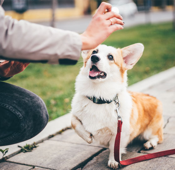 Training dog