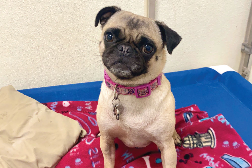 Pug Puppy Sitting On Bed