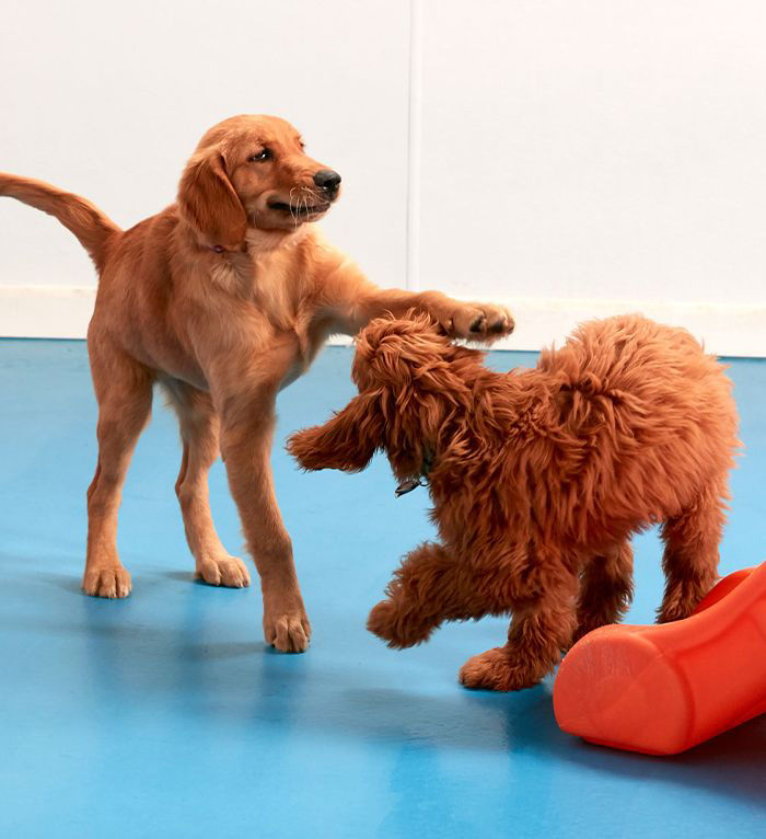 dogs playing