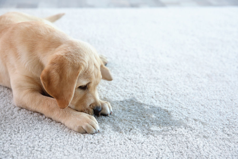 Puppy sitting sadly by puddle.