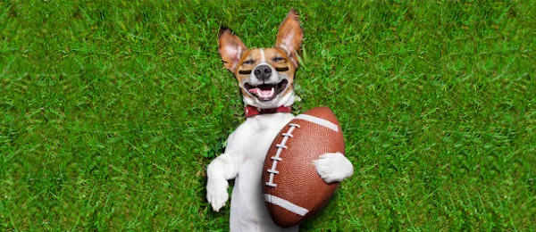 puppy bowl