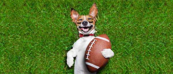 Dog with football on grass