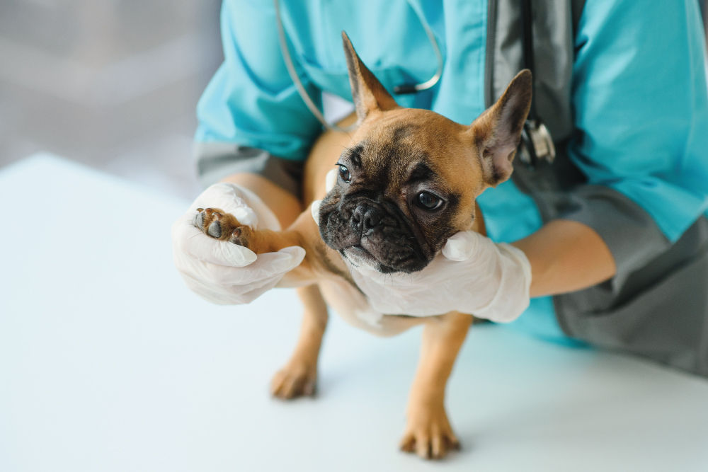 veterinarian shaving white furry dog for sterilization surgery