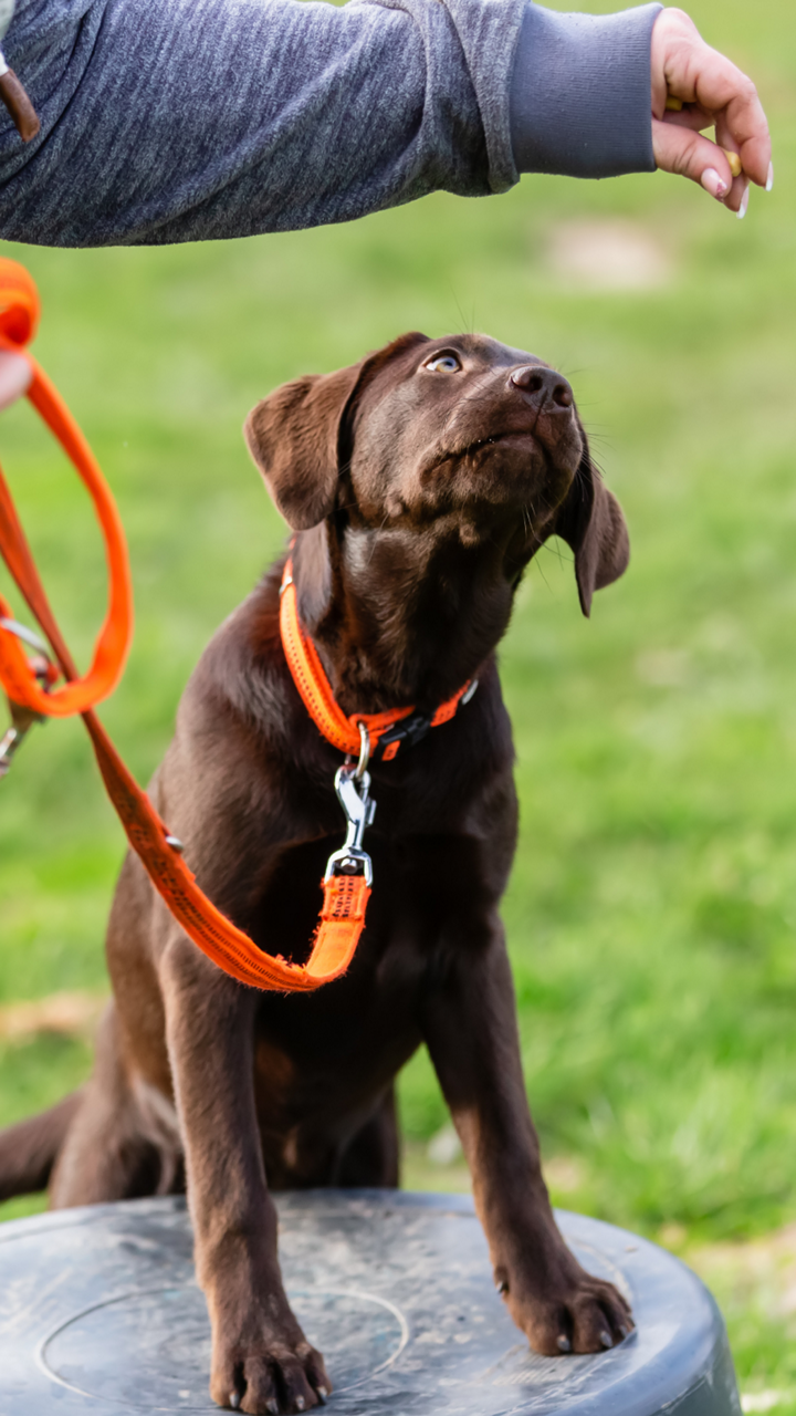 dog-training-sitting-trainer