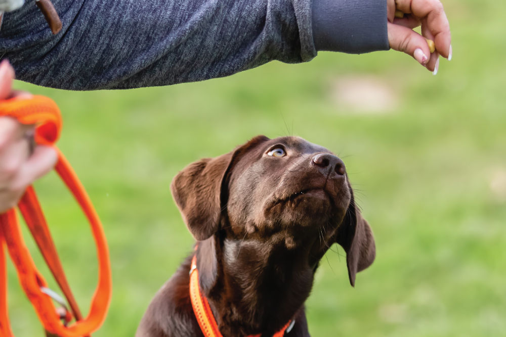 Puppy sniffing at treat held by person