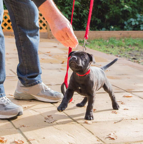 Training dog