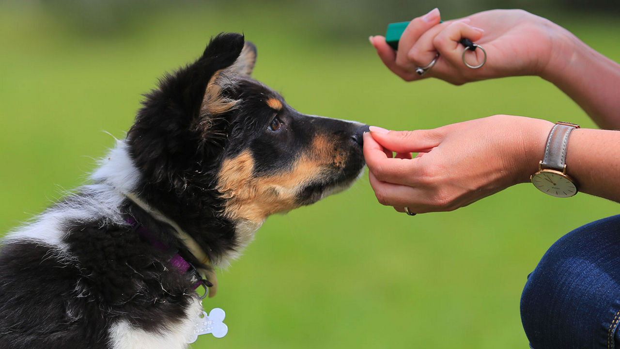 puppy-training-treat-clicker