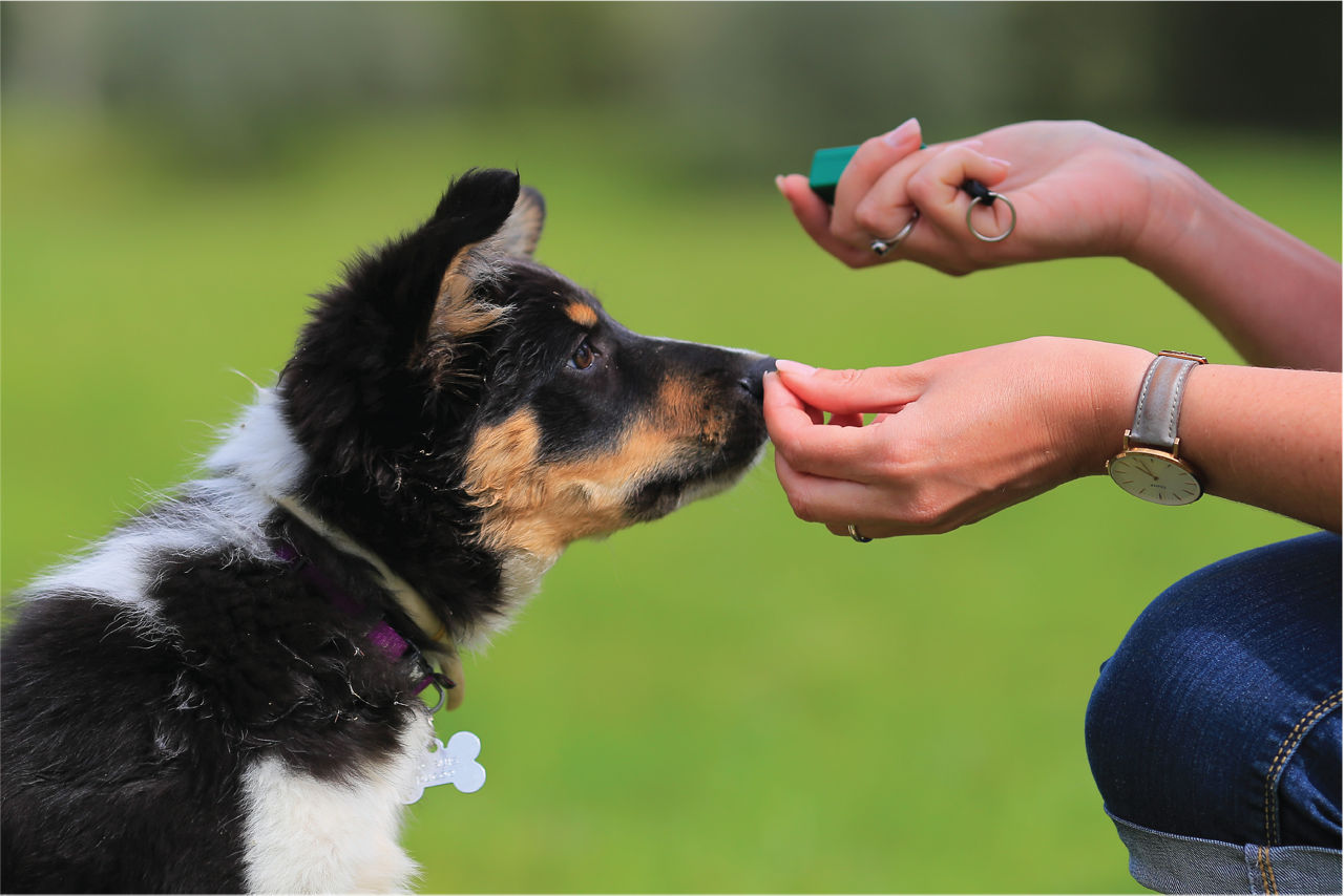 Black puppy being trained with treat.