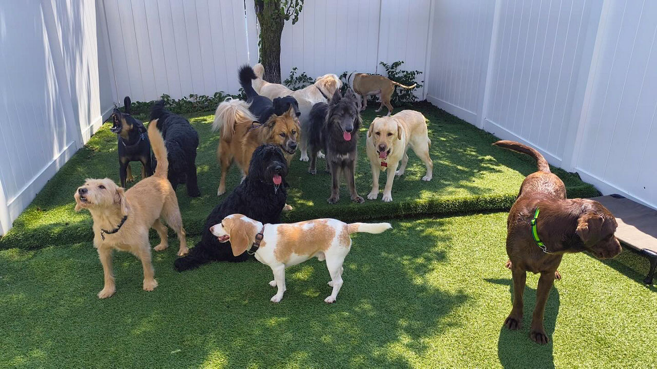 Owner meets dog