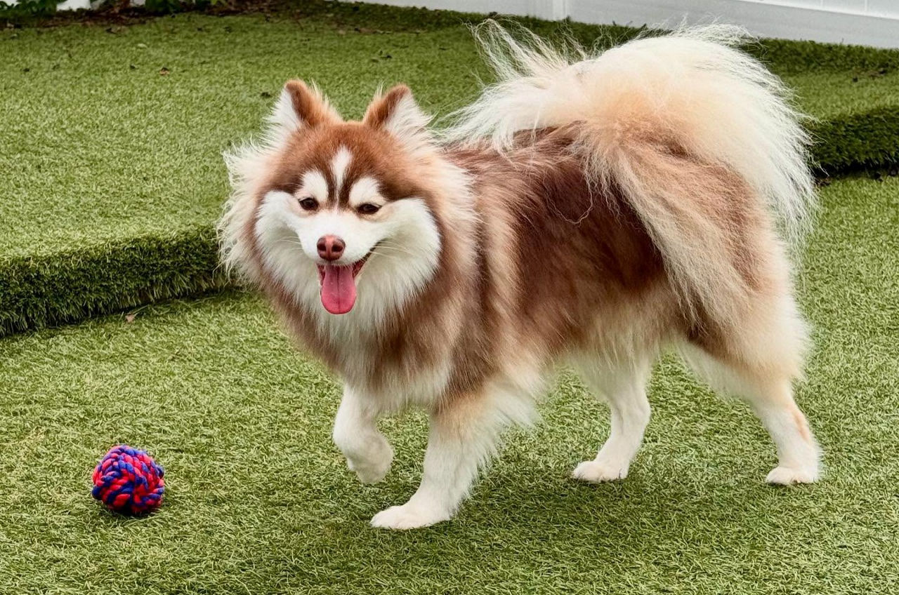 Brown white dog yellow ball