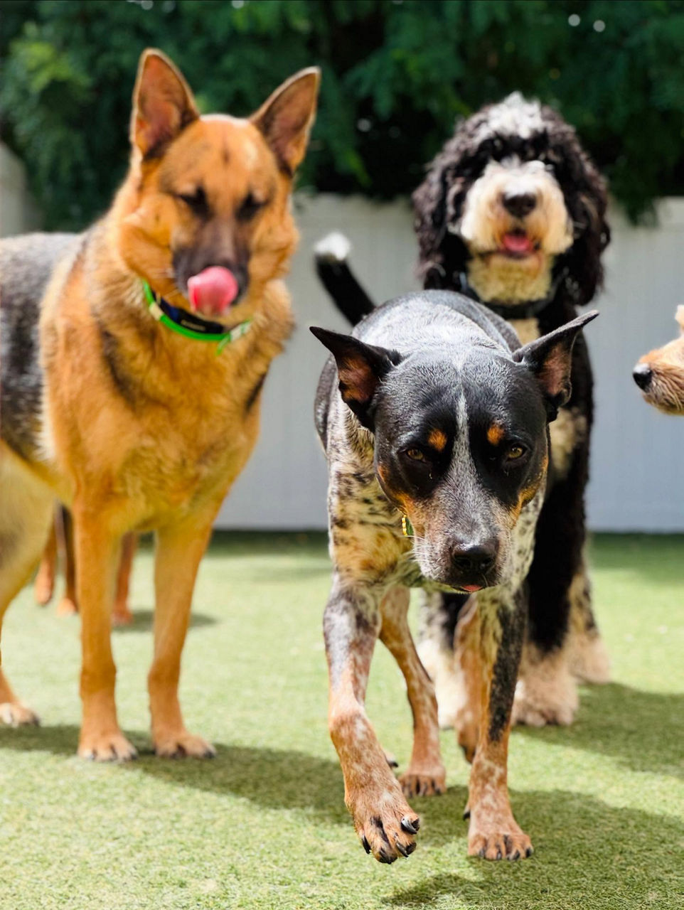 Brown white dog yellow ball