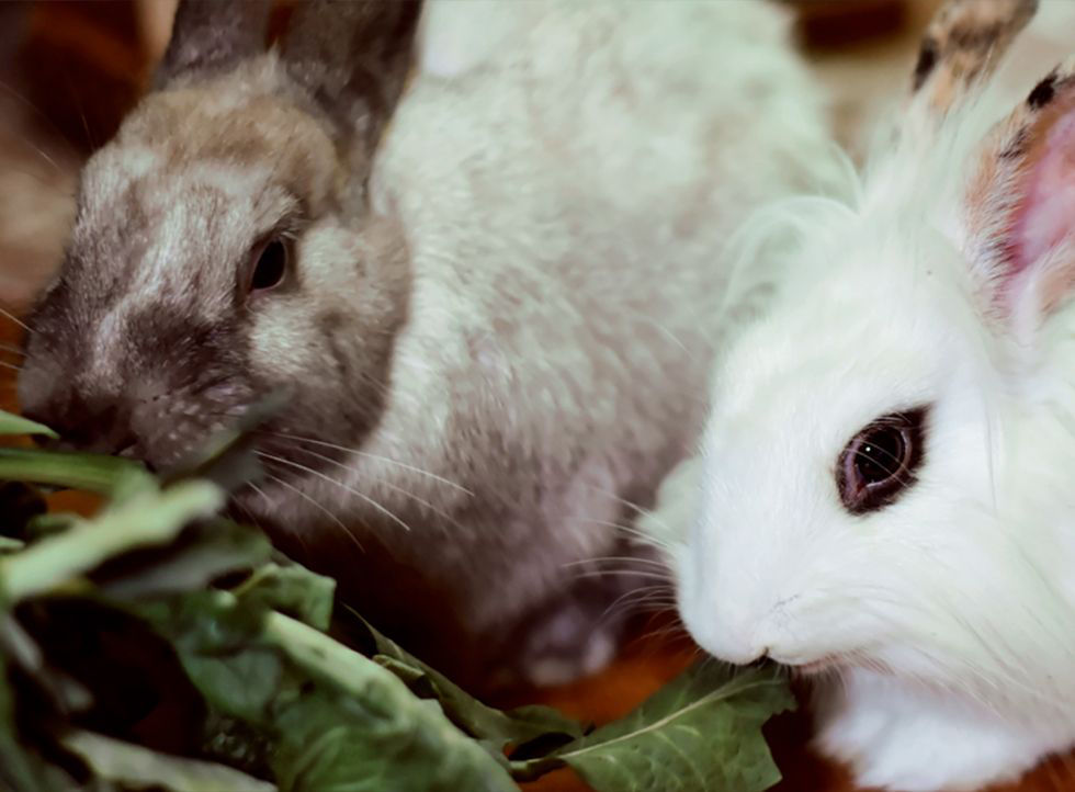 rabbits eating lettuce