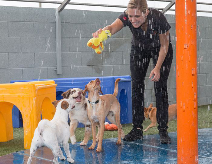 a group of dogs jumping into a pool for a ball at the raintree pet resort