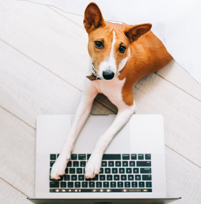 Dog playing with laptop