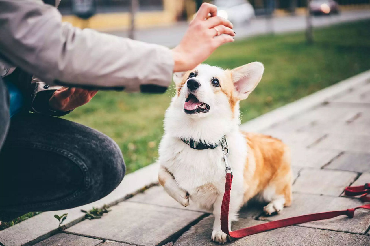 Refresher course of dog training