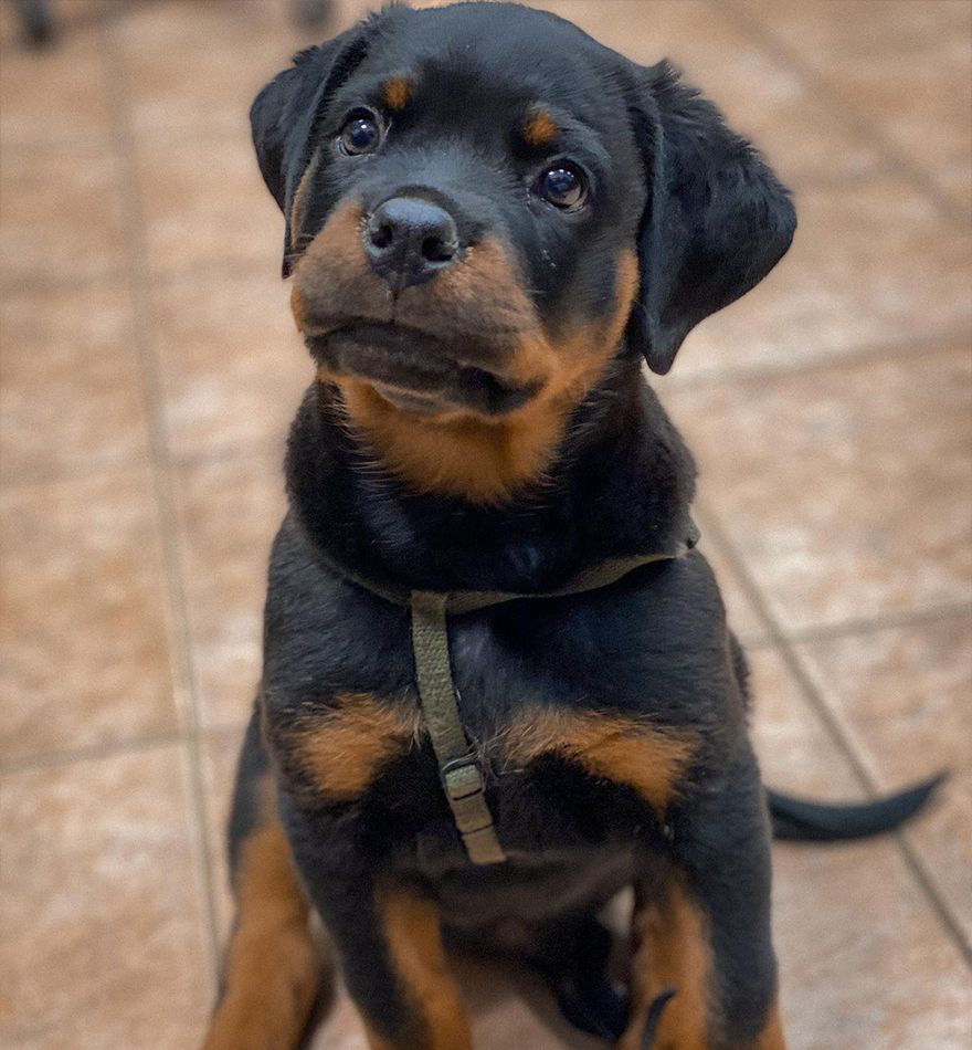 Rottweiler puppy