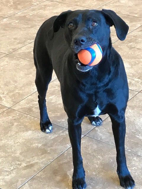 dog caught ball in mouth