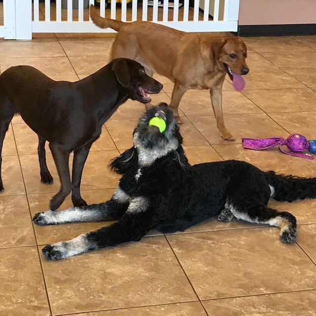 dogs are playing with a ball