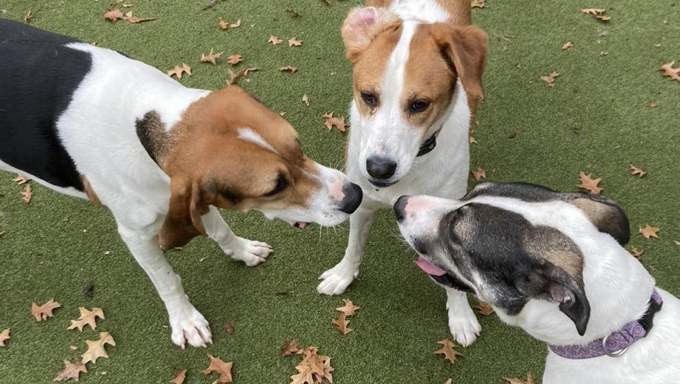Staff member playing with white dog.