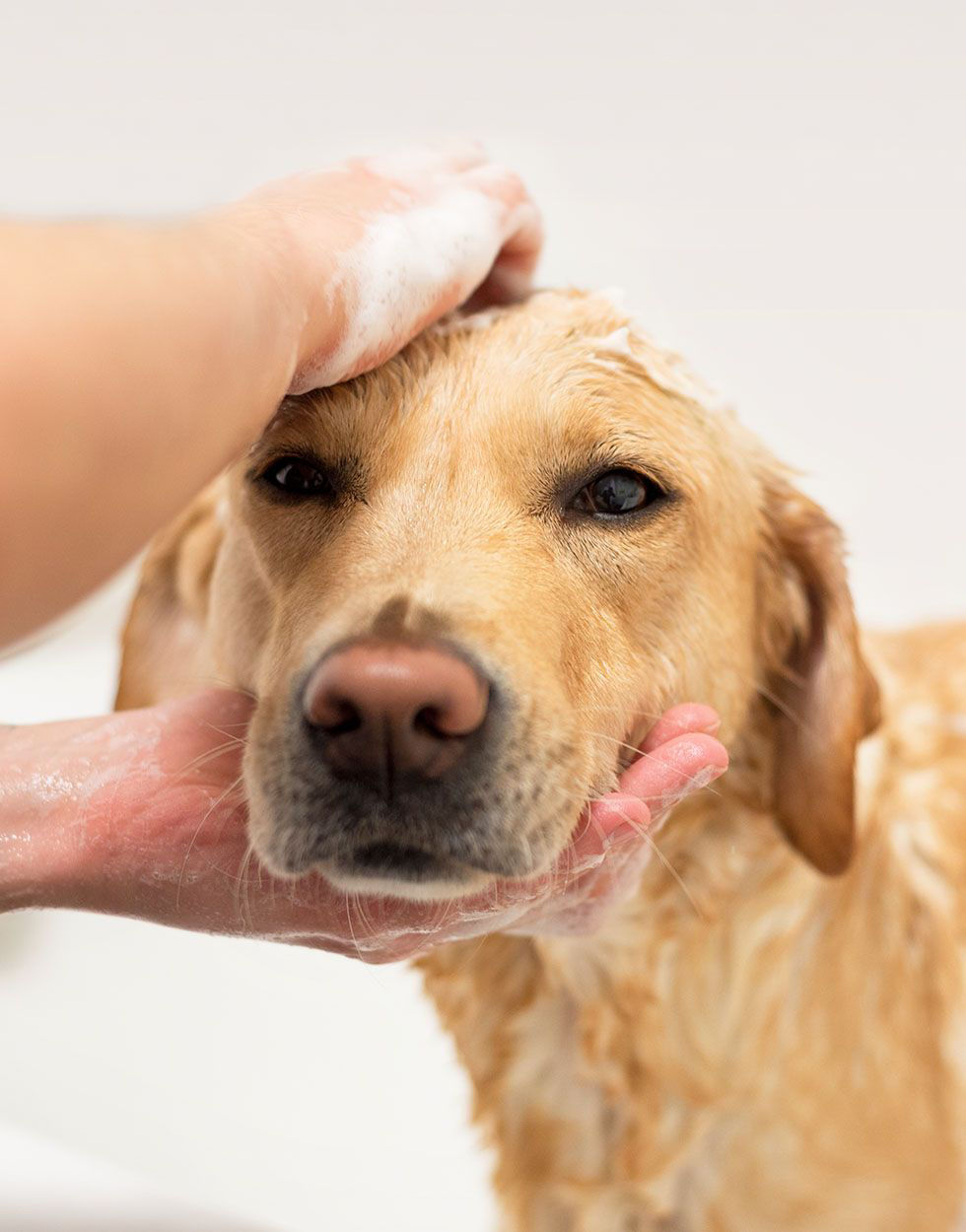 Brown dog receiving bath