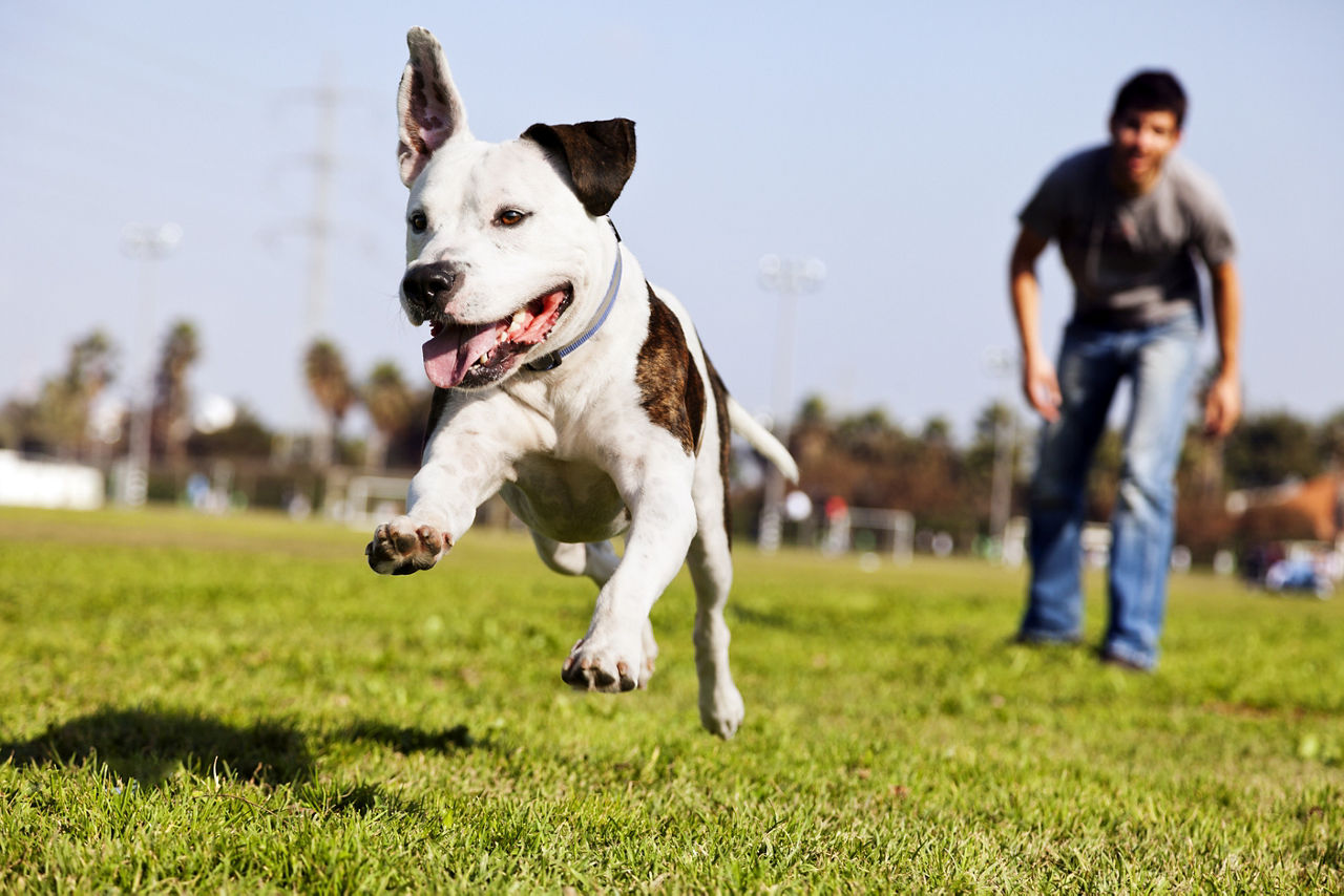 A Pit Bull dog  mid-air, running after its chew toy with its owner standing close by.