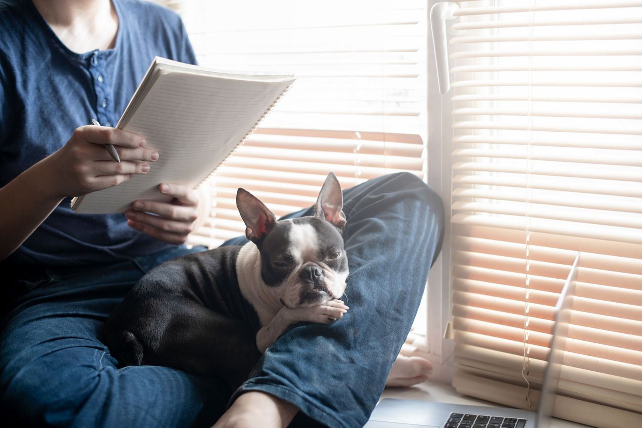 Remote communication and training of a teenager according to the school program on the windowsill of the house on a sunny day with a pet dog Boston Terrier. Stay at home.