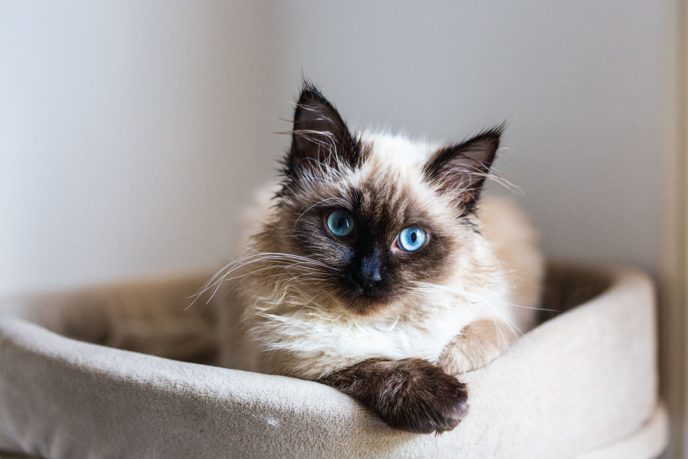 Siamese kitten laying in cat bed