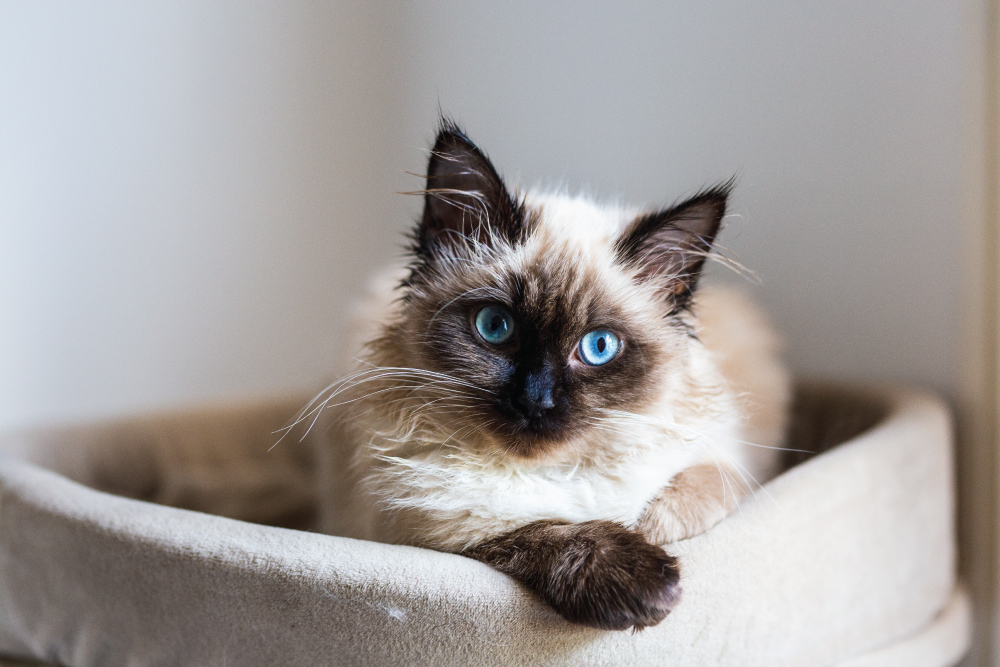 siamese-cat-bed