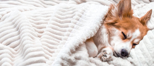 Dog Laying On Bed