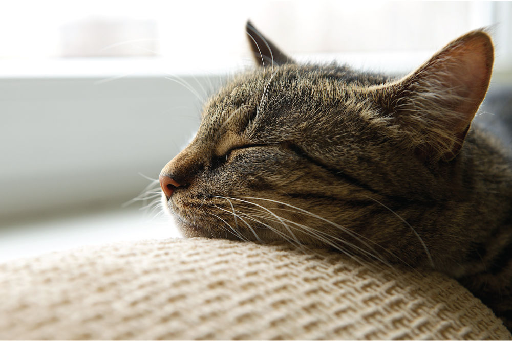 Sleeping cat next to window