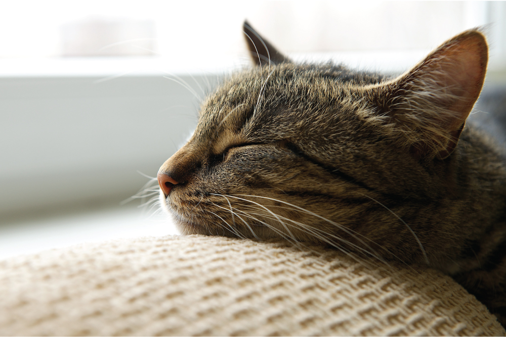 sleeping-cat-window