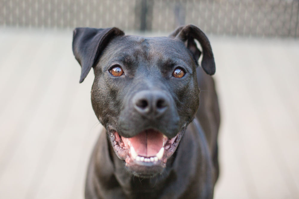 Smiling black dog.