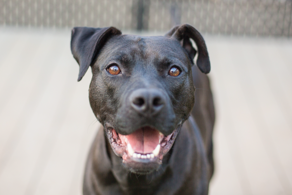 Black dog smiling