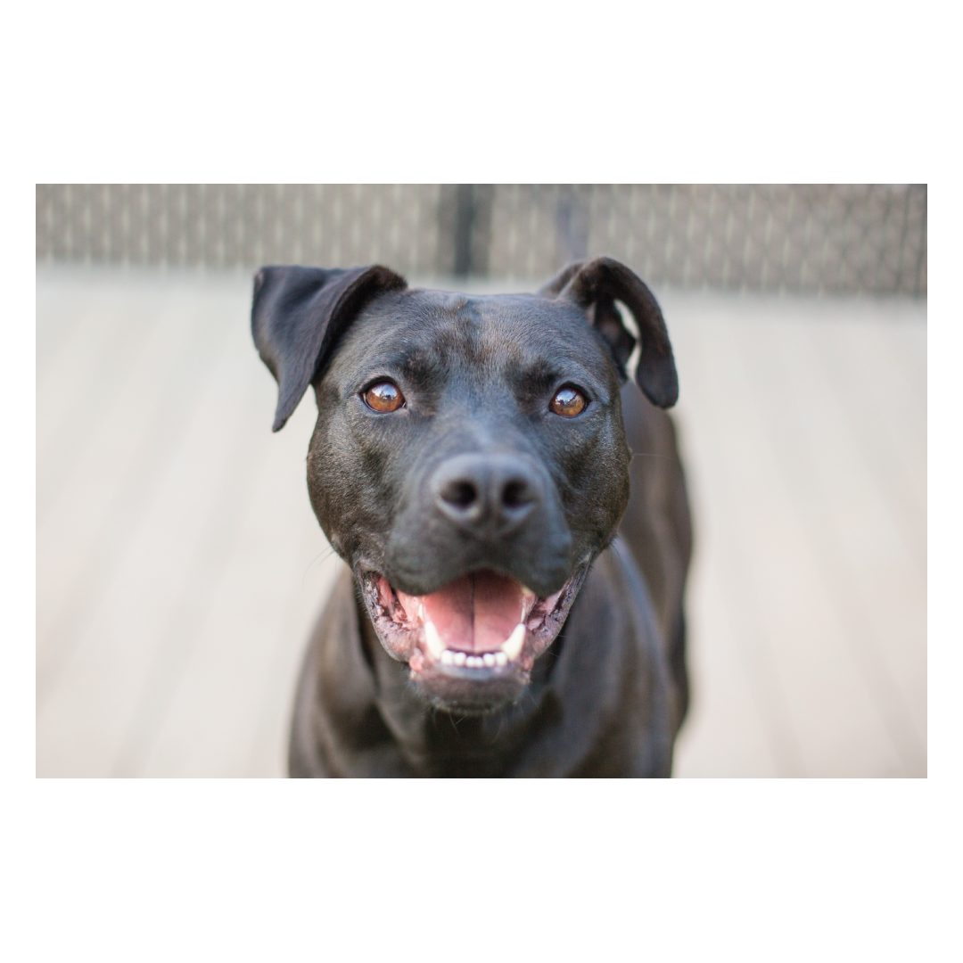 Black dog smiling