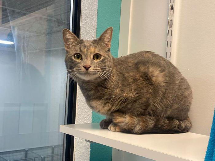 Smiling cat at pet spot