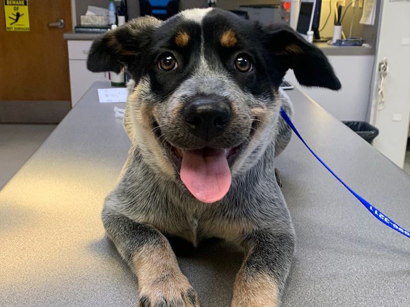 smiling dog being checked by vets