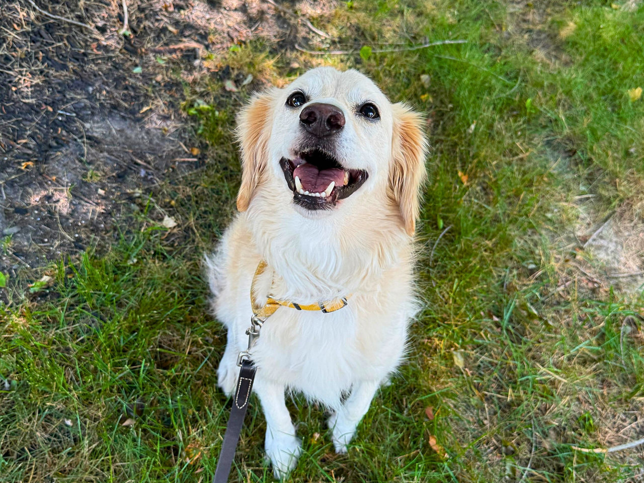 Happy dog smiling at camera on walk.
