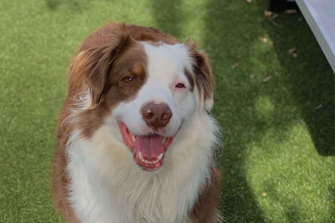 Smiling Dog