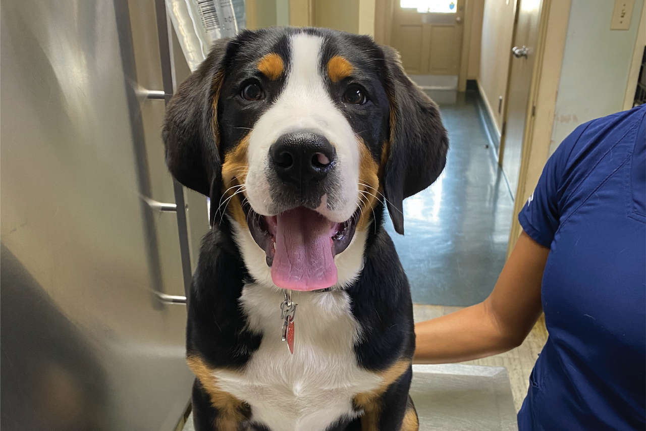 Smiling Dog Tongue Vet