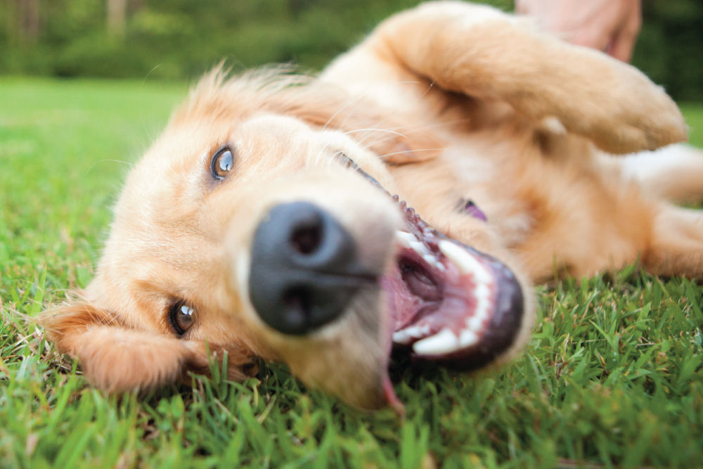 Smiling golden retriever laying in grass.