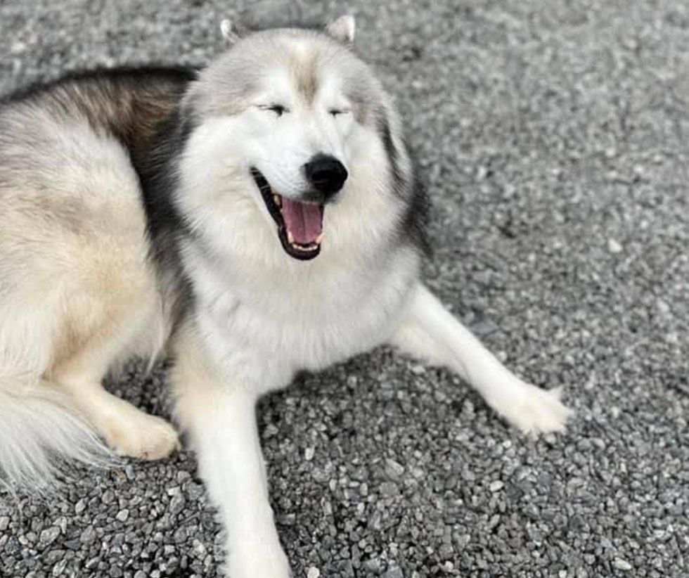 Happy corgi