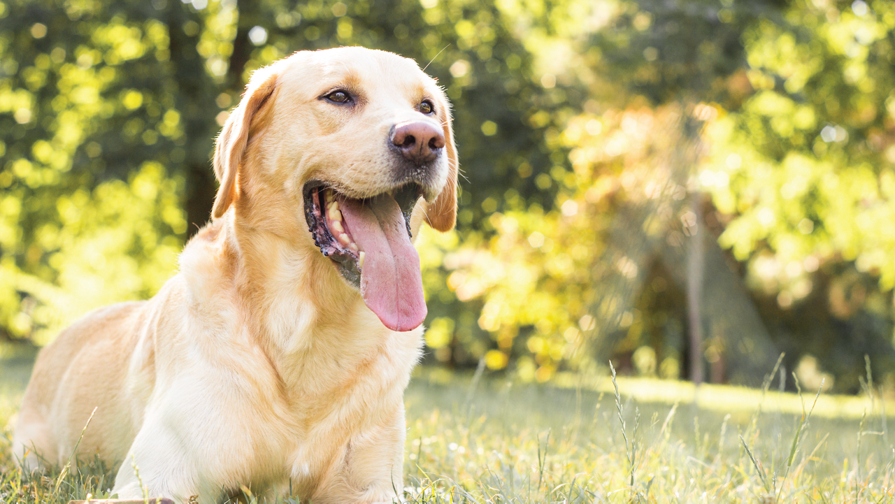 Smiling yellow lab laying in grass.