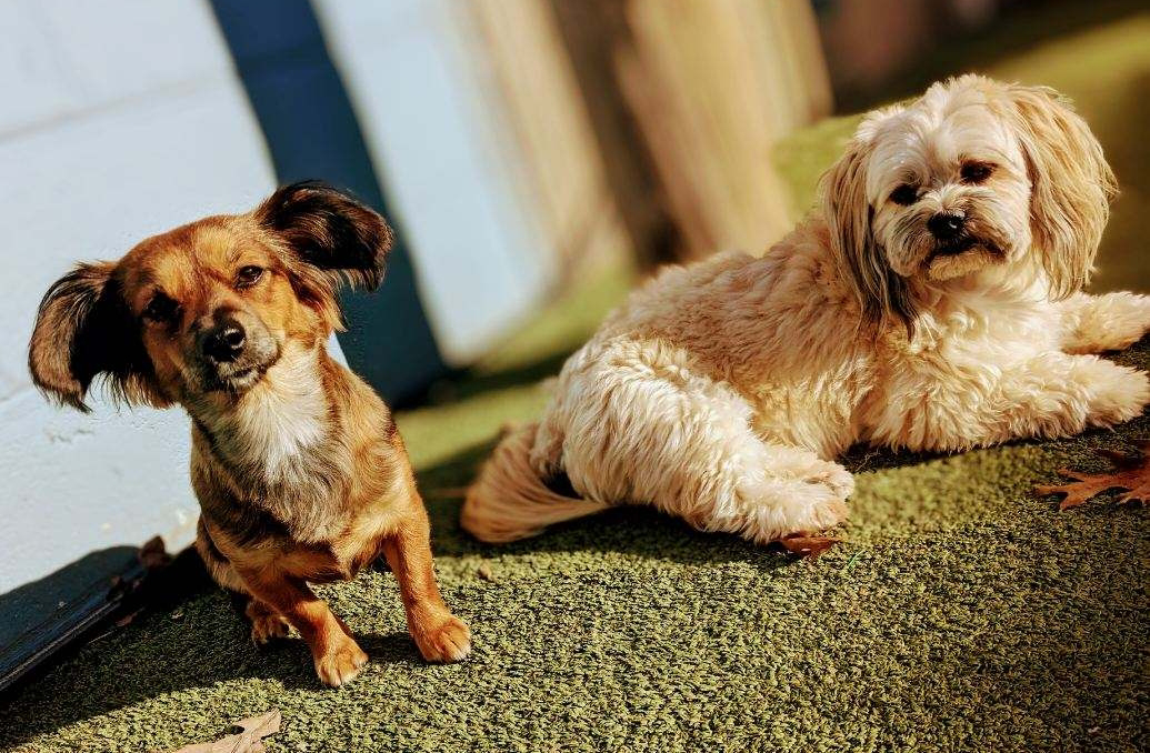 cat and dog
