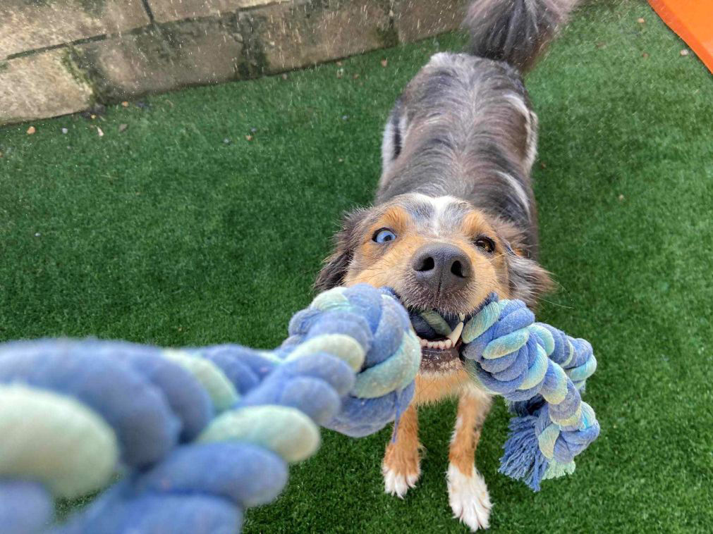happy dog